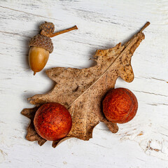 Oak leaf with galls and acorn