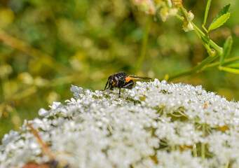 Wildbienen auf wilder Möhre