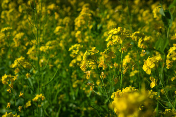 field of beautiful yellow rapeseed.	