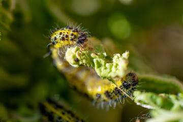 Kohlweißling - Raupe