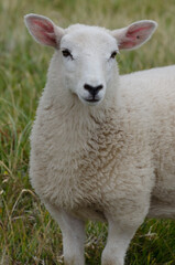 Naklejka na ściany i meble A lone white sheep looking at the camera in Rackwick, Orkney.