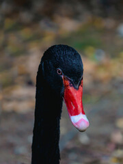 Close up of a black swan