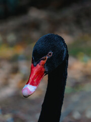 Close up of a black swan