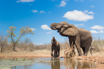 Mother and calf African elephant quenching their thirst at a waterhole, photographed from water level. 
