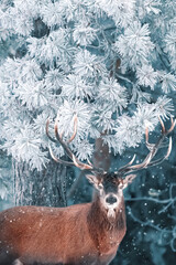 Red deer in a snowy winter forest. Winter wonderland. Christmas image.