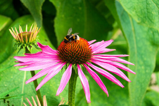 Bumblebee feeding on blooming coneflower