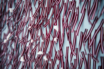 A lot of snow-covered red and white ribbons in the colors of the Latvian flag
