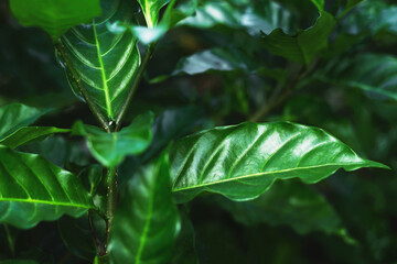 Natural green leaves Background texture leaves