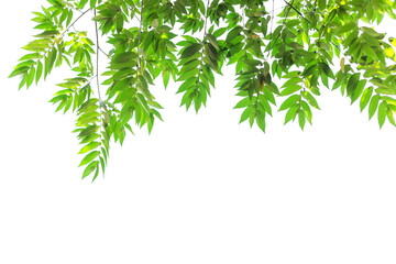 Twigs with beautiful green leaves isolated on a white background.