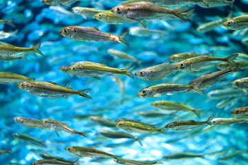 School of alewives fish