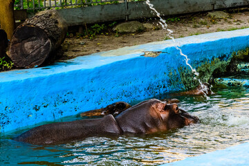 Hippopotamus (Hippopotamus amphibius). Young female of the hippo in water