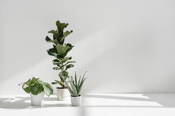 Houseplants standing in flower pots in modern room