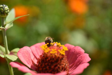 zinnie, zinnia, biene, insekt, blume, rosa, pink, pflanze, wildbiene, nahrungsuche, bee, 