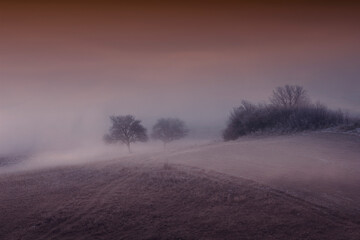 Fototapeta na wymiar tree on hill foggy morning landscape