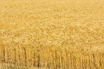 Backdrop of ripe wheat. Agricultural concept
