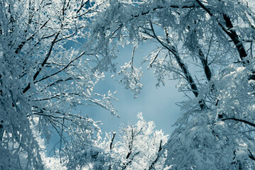 frozen tree branches and blue sky on winter day