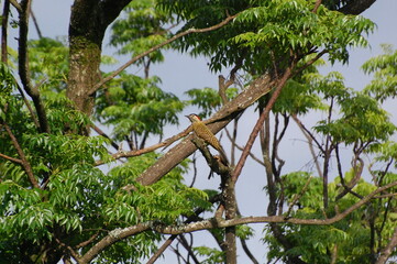 Woodpecker close-up on tree