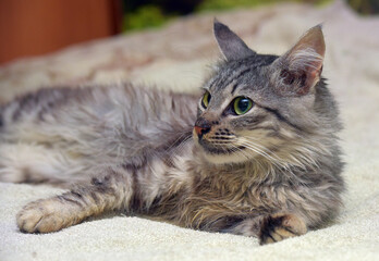 cute fluffy gray cat on the bed