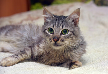 cute fluffy gray cat on the bed