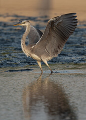 Grey Heron takeoff at Tubli bay, Bahrain
