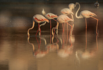 Greater Flamingos feeding at Tubli bay in the morning, Bahrain. A double exposure image