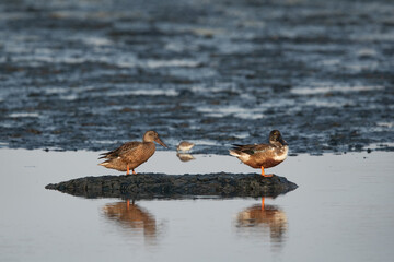 A pair of Northern Shoveler at Tubli bay, Bahrain