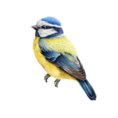Blue tit bird watercolor illustration. Hand drawn cute tiny titmouse with yellow and blue feathers. Small european bird watercolor element. Blue tit avian on white background