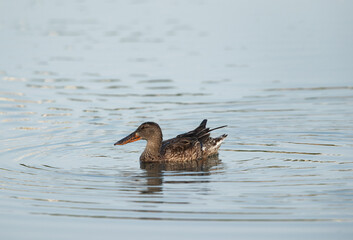 Northern Shoveler swimming at Tubli bay, Bahrain