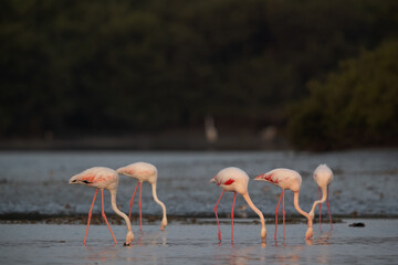 Greater Flamingos feeding at sanad mangrove, Bahrain
