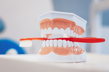 Modern jaws model with red toothbrush on table