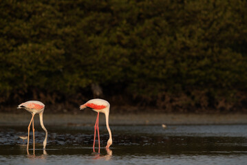 Greater Flamingos feeding at sanad mangrove in the morning, Bahrain
