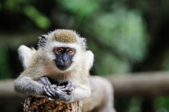 Uganda, Kigezi National Park, Vervet monkey
