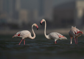 Greater Flamingos at Eker creek in the morning hours, Bahrain