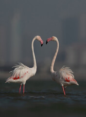A pair of Greater Flamingos at Eker creek in the morning hours, Bahrain