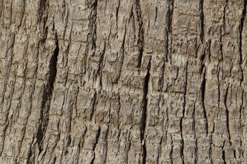 bark of texture of Washingtonia filifera, also known as desert fan palm, California fan palm, or California palm