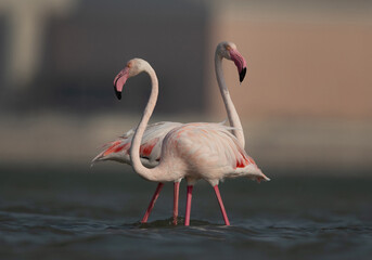 A pair of Greater Flamingos at Eker creek in the morning hours, Bahrain