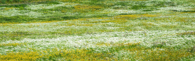 Panoramic aerial view of blooming chamomile field. Green grass. Summer floral pattern. Setomaa, Estonia. Wildflowers close-up. Environmental conservation, gardening, alternative medicine, ecotourism