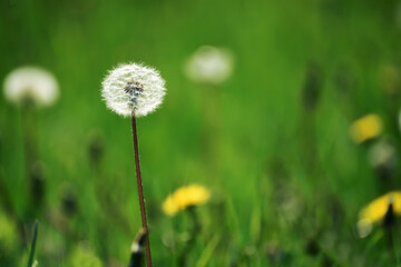 Fluffy white dandelion on a natural green background. 