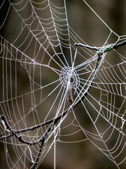 Cobwebs in the autumn forest