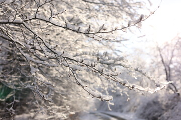 snow covered tree