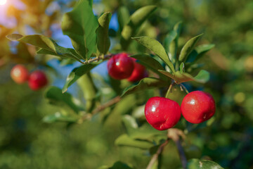 Acerola cherry on the tree with water drop, High vitamin C and antioxidant fruits. Fresh organic Acerola cherry on the tree.