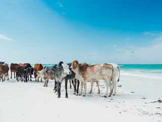 A herd of local cows on a beach in Jambiani