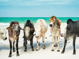 Zanzibar cows on a tropical beach