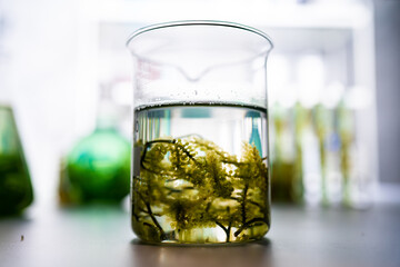green alga laboratory research, alternative biofuel energy technology, biotechnology concept