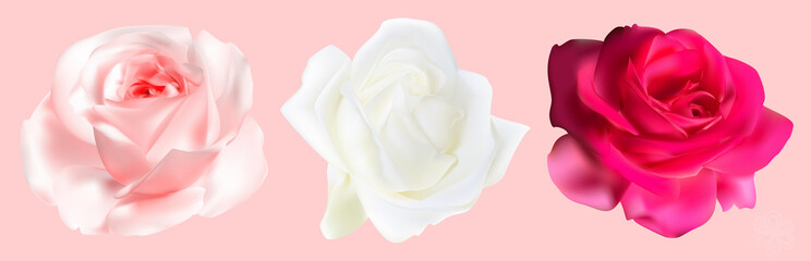 Elegant Pink, White and Red Rose Isolated on Soft Pink Background. Realistic Beautiful Flower.