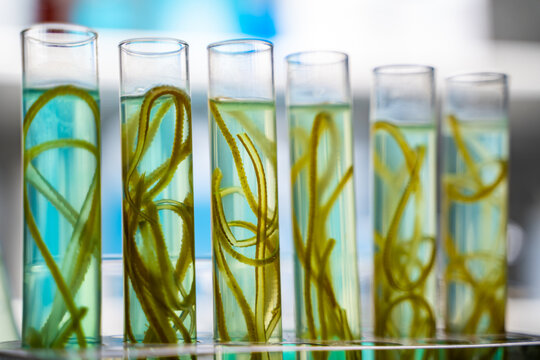 green alga laboratory research, alternative biofuel energy technology, biotechnology concept
