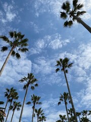 palm trees against blue sky