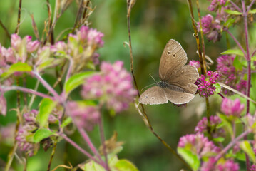 Ringlet (Aphantopus hyperantus) butterfly sitting on a pink flower in Zurich, Switzerland