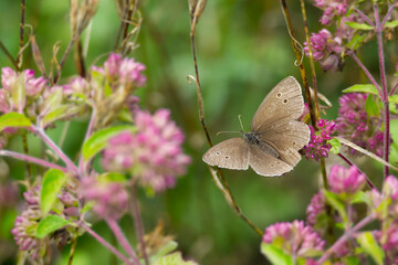 Ringlet (Aphantopus hyperantus) butterfly sitting on a pink flower in Zurich, Switzerland