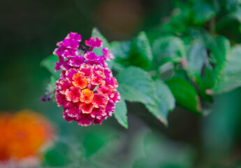 red and yellow flowers